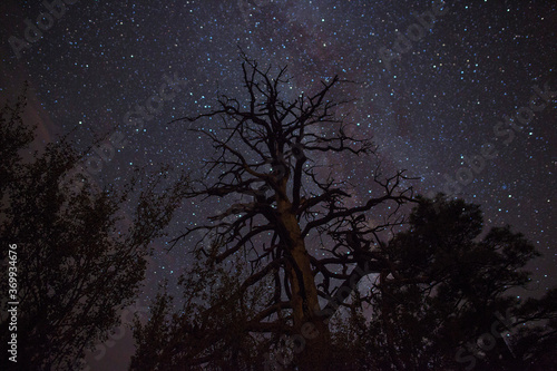 The Milky Way stars above a tall barren tree
