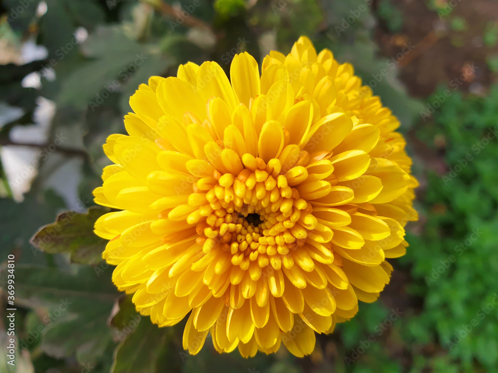 Close up of yellow flower Chrysanthemum indicum. Close up of yellow flower Chrysanthemum indicum.