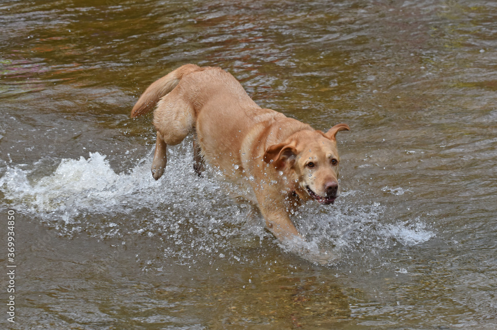 dog playing in a river