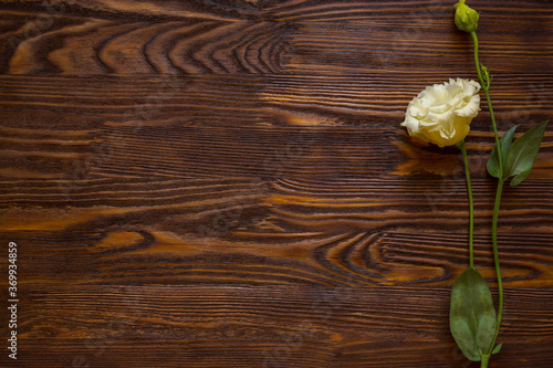 One white French rose on a vintage wooden background