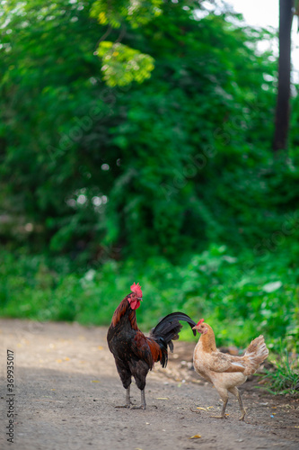 hen & rooster(cock)