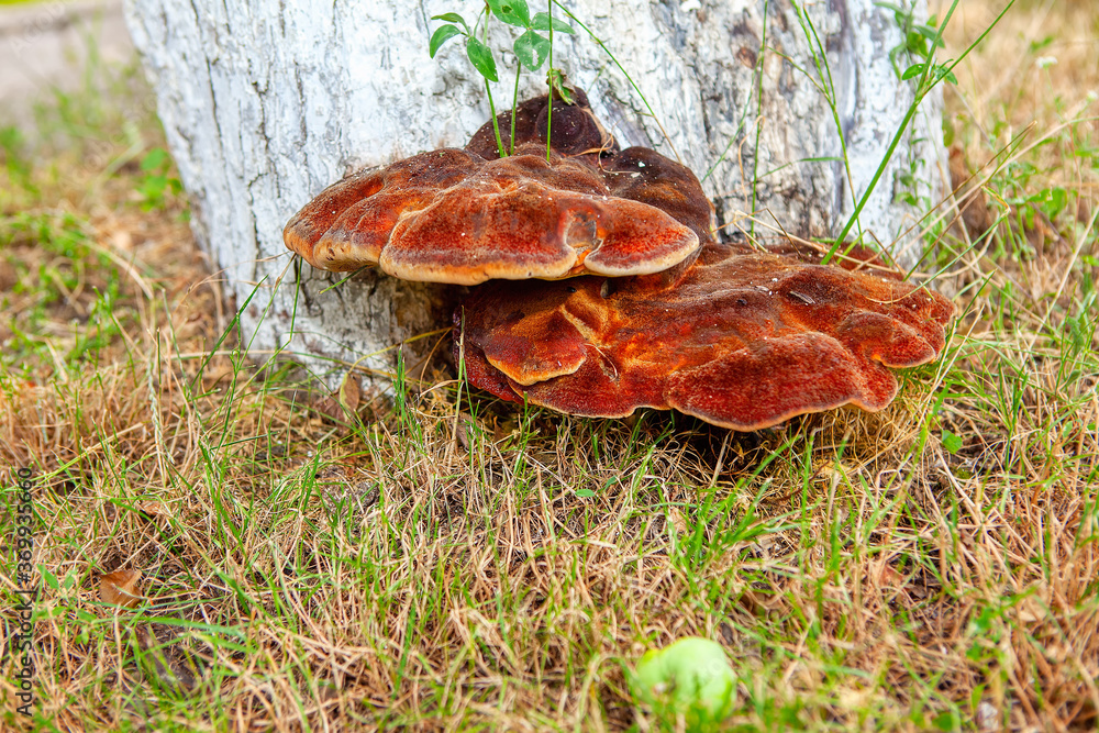 Fototapeta premium Conk growing on a tree . Ganoderma applanatum. Deciduous trees trunk 