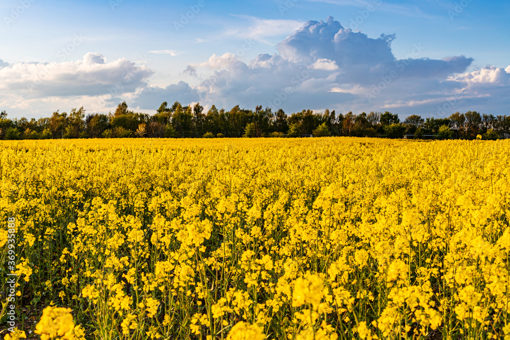 Obraz premium Yellow field of rapeseed in the sunset time