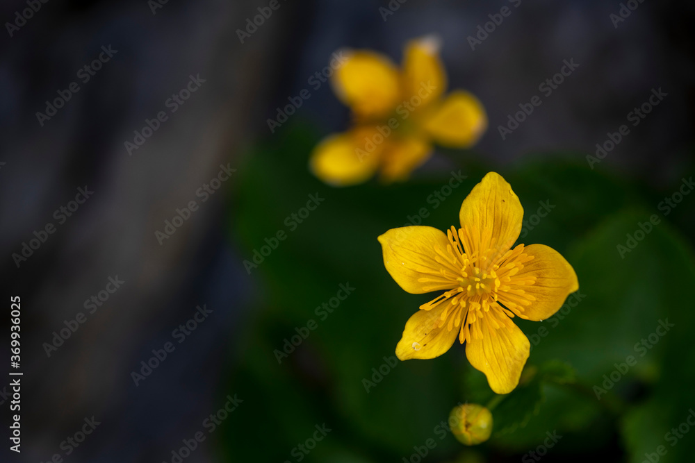 APPENNINO TOSCO EMILIANO | FLORA | SORGENTE DEL SECCHIA APPENNINO TOSCO EMILIANO | FLORA | SORGENTE DEL SECCHIA