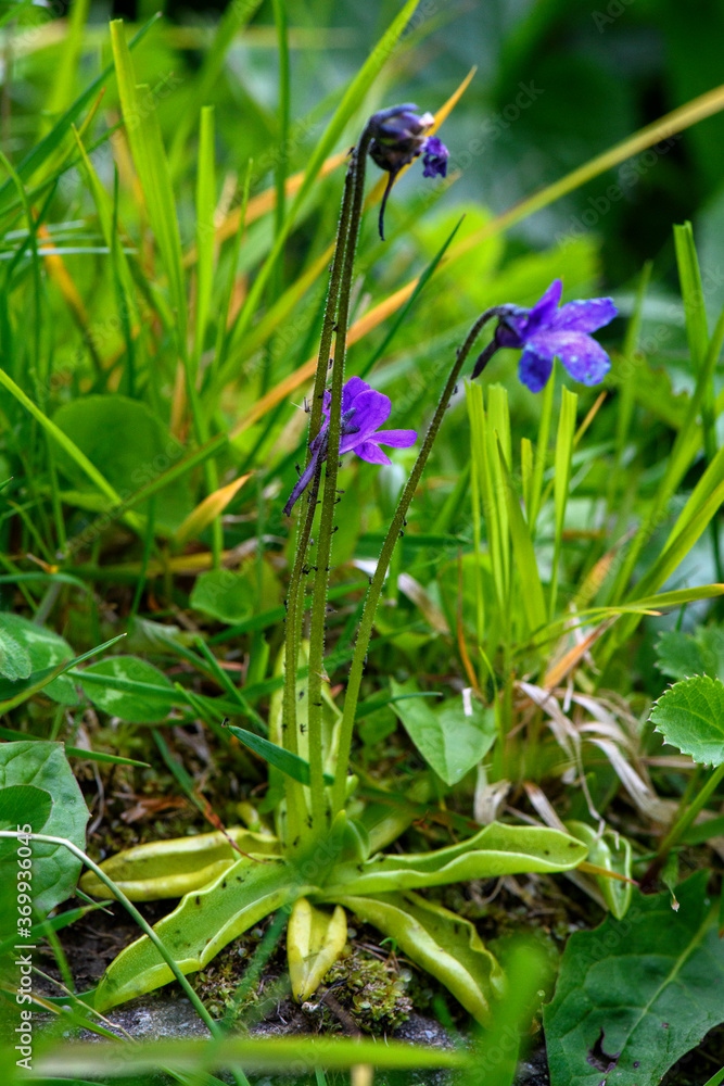 APPENNINO TOSCO EMILIANO | FLORA | SORGENTE DEL SECCHIA APPENNINO TOSCO EMILIANO | FLORA | SORGENTE DEL SECCHIA