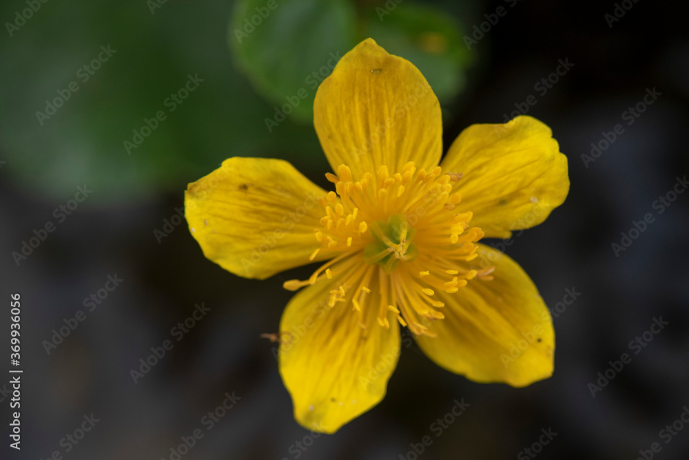 APPENNINO TOSCO EMILIANO | FLORA | SORGENTE DEL SECCHIA