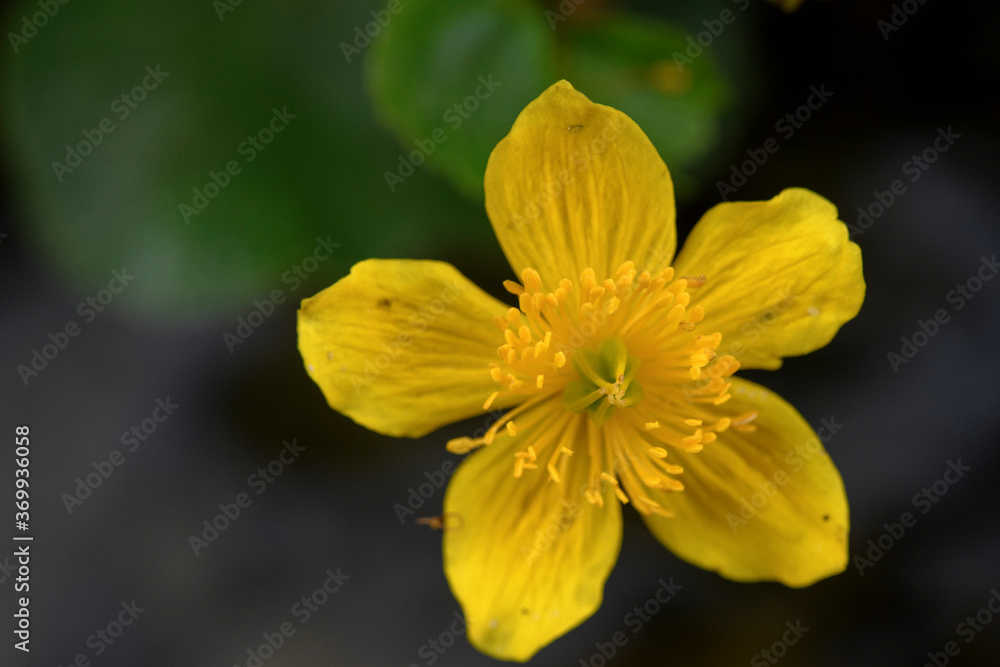 APPENNINO TOSCO EMILIANO | FLORA | SORGENTE DEL SECCHIA APPENNINO TOSCO EMILIANO | FLORA | SORGENTE DEL SECCHIA