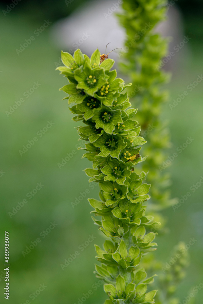 APPENNINO TOSCO EMILIANO | FLORA | SORGENTE DEL SECCHIA APPENNINO TOSCO EMILIANO | FLORA | SORGENTE DEL SECCHIA