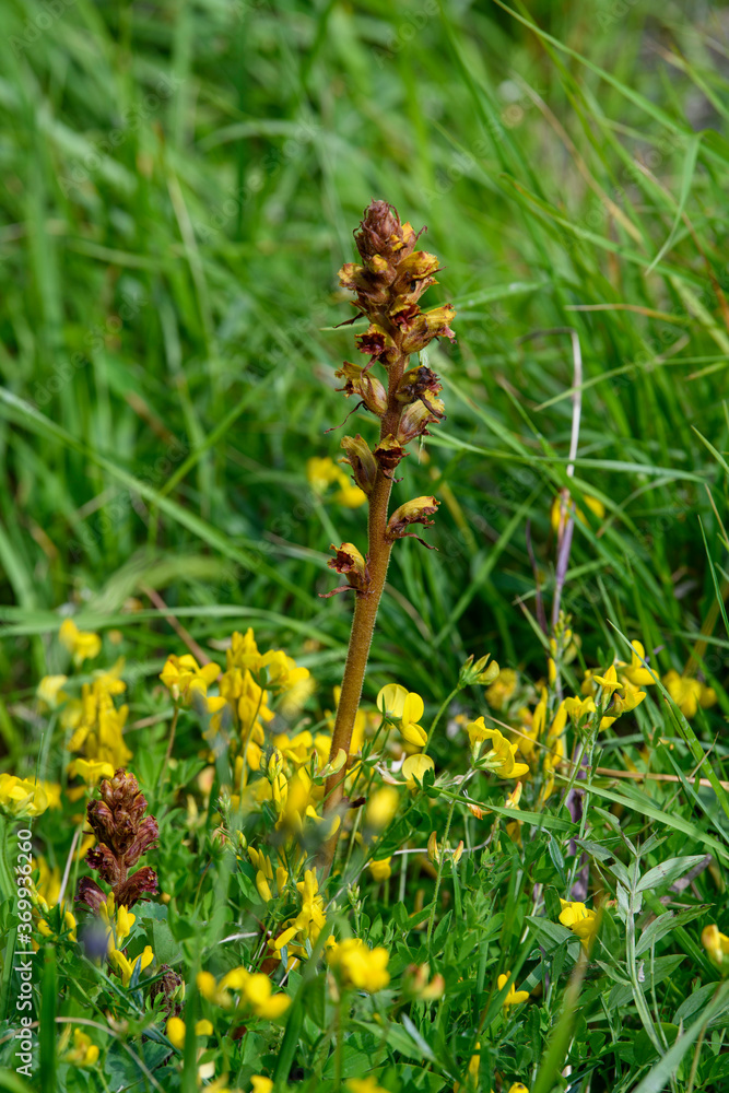 APPENNINO TOSCO EMILIANO | FLORA | SORGENTE DEL SECCHIA