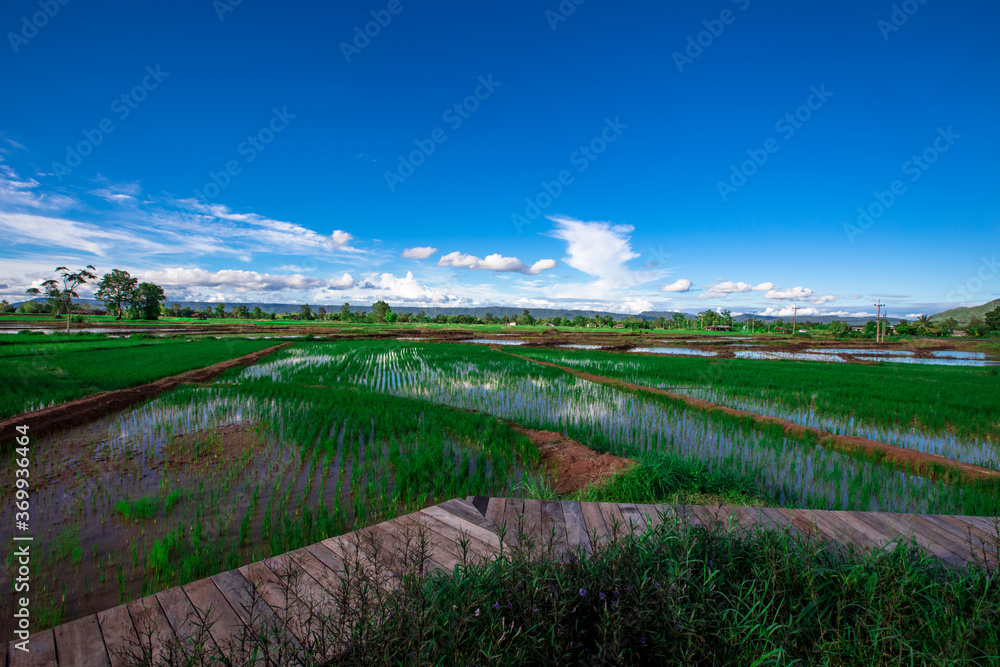 Obraz premium The panoramic background of the green rice fields, with wooden bridges to walk in the scenery and the wind blows through the cool blurred while traveling.