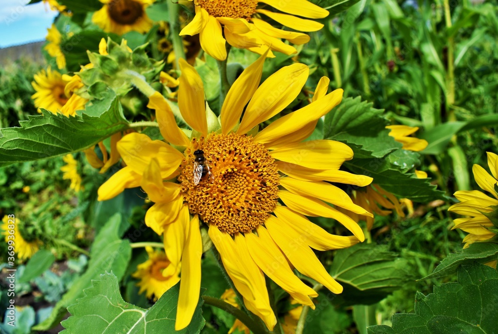 sunflowers in the garden sunflowers in the garden