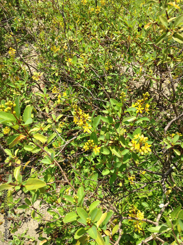 Bush