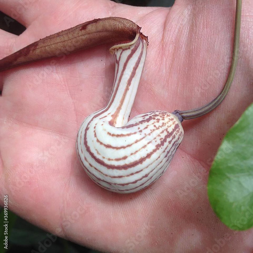 Carnivore plant