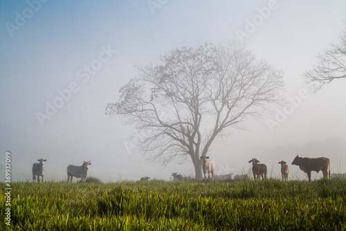 Oxen in the fog