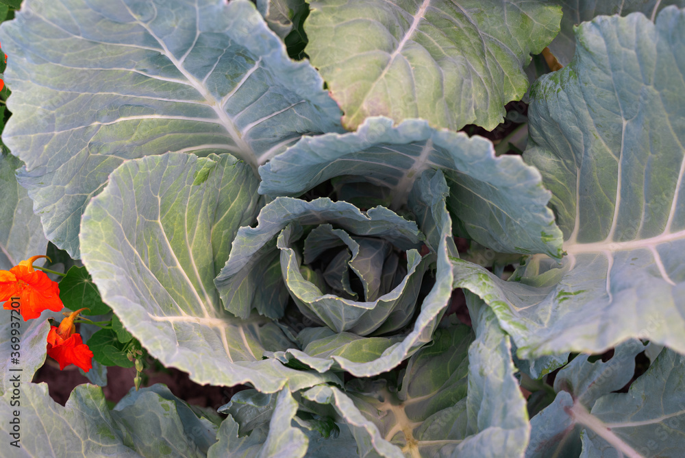 A cabbage plant with large leaves grows in a garden bed A cabbage plant with large leaves grows in a garden bed