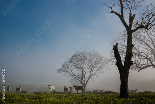 Oxen in the fog