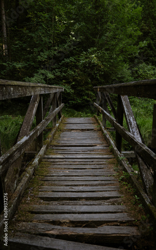 Brücke in dunklem Wald © Lucas