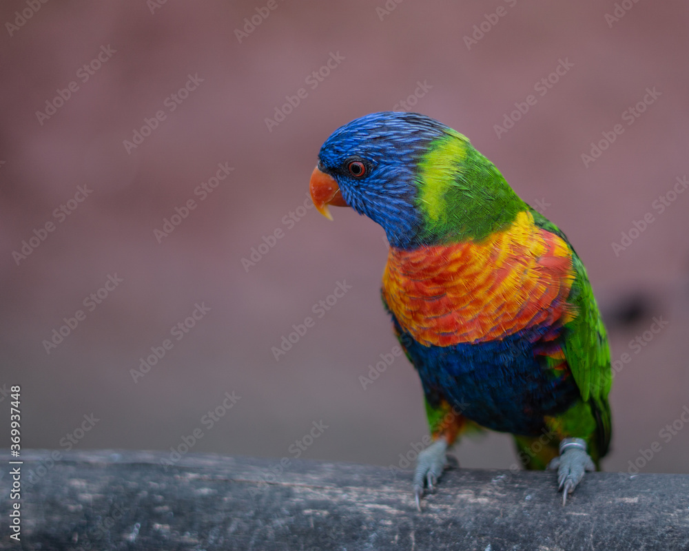 Exotischer Vogel Exotischer Vogel