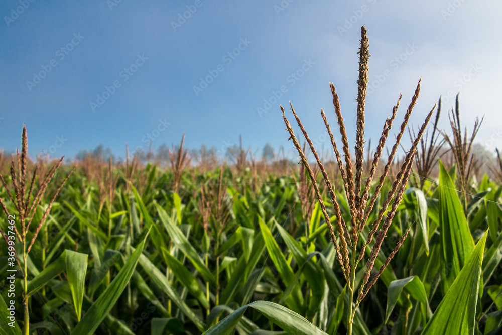 Inflorescence at corn plantation with blue sky Inflorescence at corn plantation with blue sky