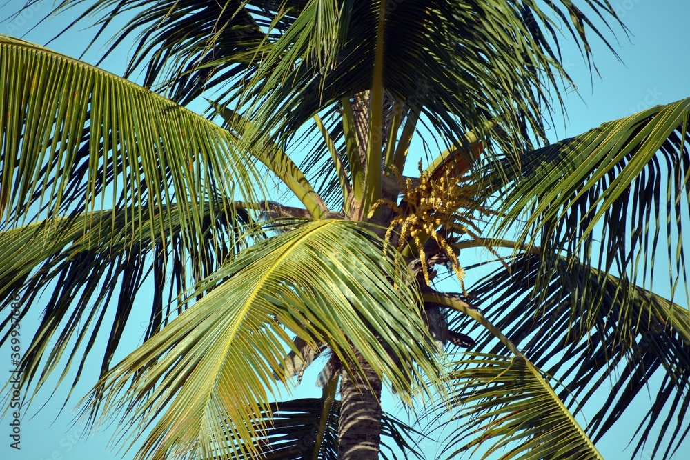 Obraz premium coconut palm tree