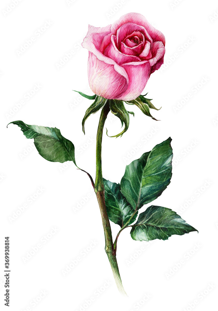 Pink realistic rose flower isolated on white background. Hand-drawn botanical watercolor illustration.One flower. Pink realistic rose flower isolated on white background. Hand-drawn botanical watercolor illustration.One flower.