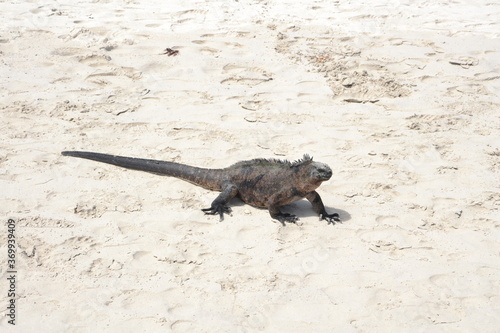 Lying Iguana on white sand beach. Galapagos Islands, Ecuador.