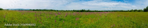 panorama of summer meadow with wild flowers