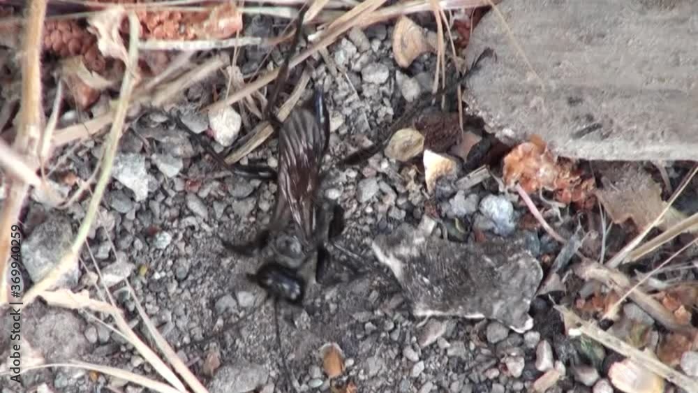 Insects dig the ground to hunt Insects dig the ground to hunt