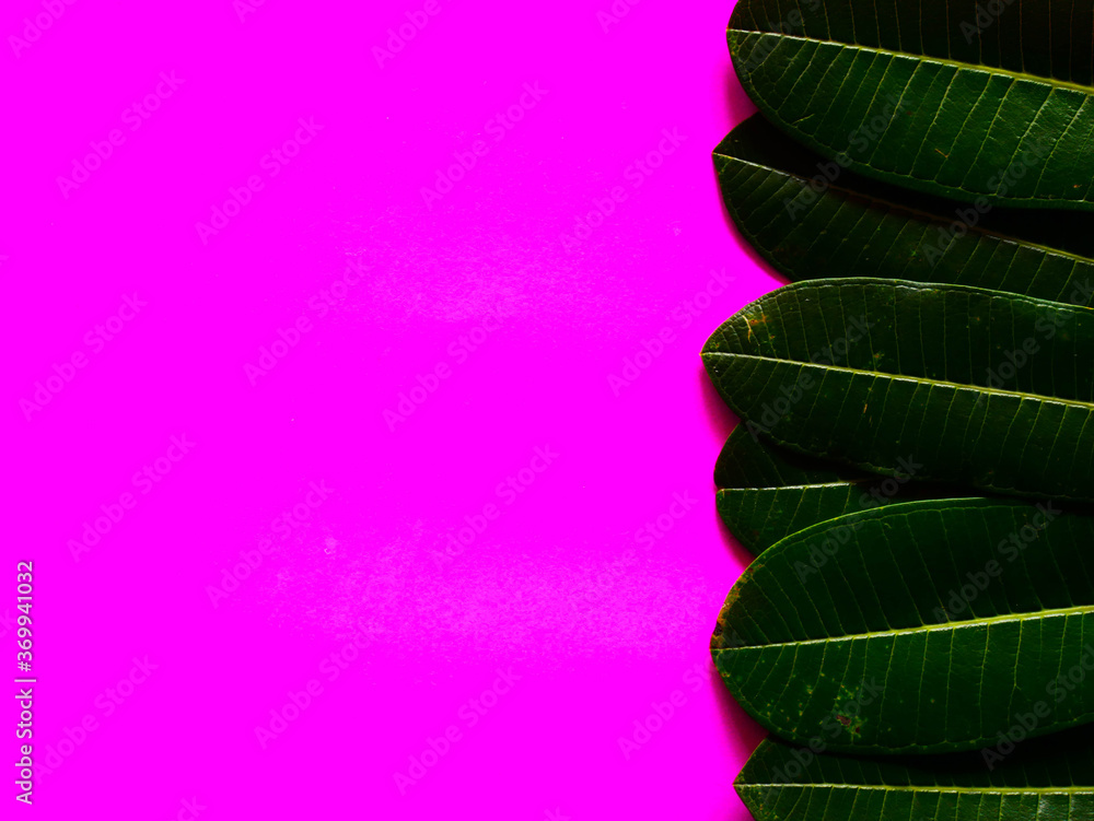 Obraz premium Forest treeline made of green leaves for bright background. Minimal nature concept flat lay