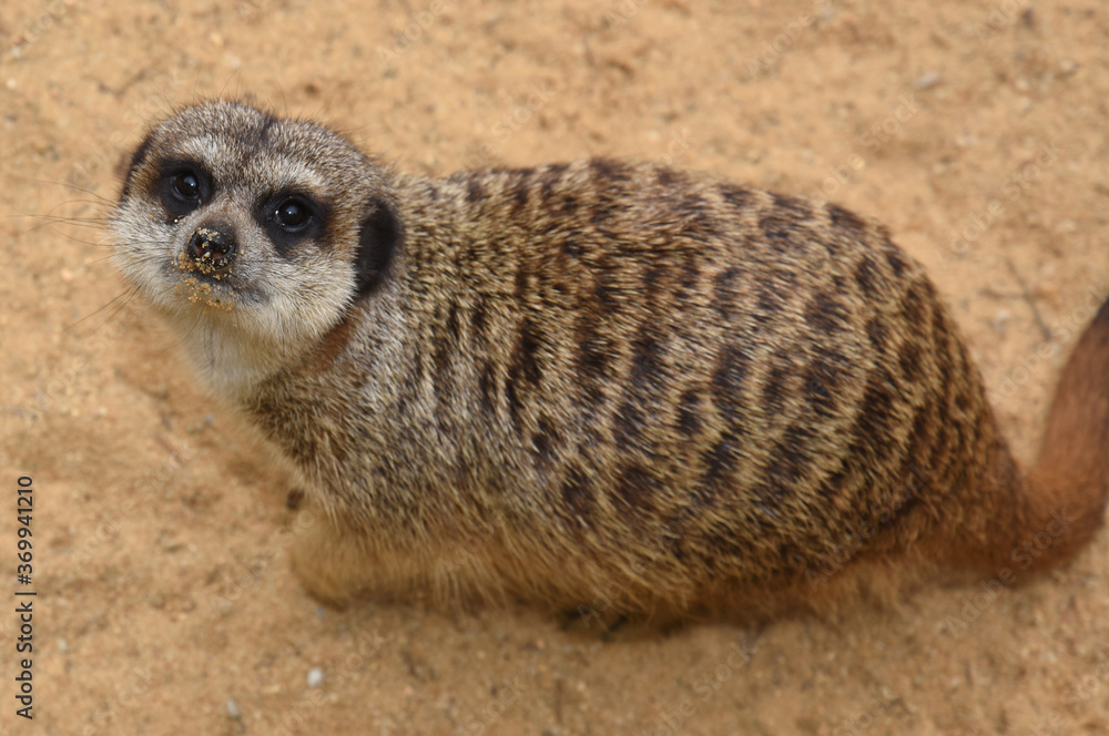 Fototapeta premium animal in a zoo