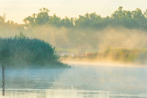The edge of a foggy lake at sunrise in an early bright summer morning with a blue sky in sunlight  Almere  Flevoland  The Netherlands  August 6  2020
