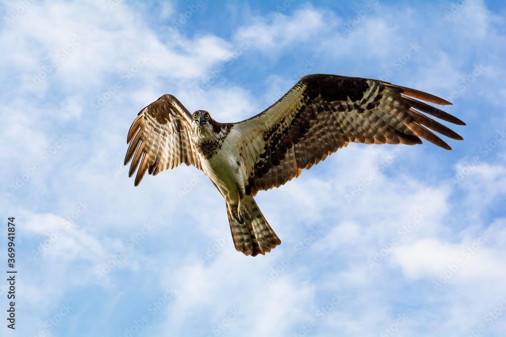 Fototapeta premium Osprey flying in the sky 