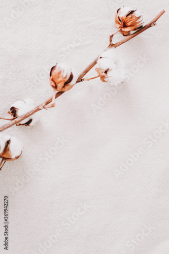 Cotton branch on white background. Dried fluffy cotton flowers. Floral Background. space for text, selective focus 