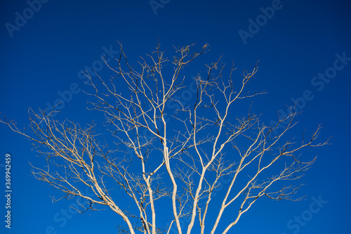Tree branches over blue sky without clouds
