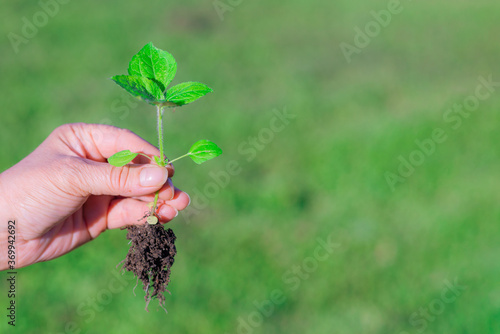 Weed is removing from field by hand pulling. Uprooted weed plant in farmer's hand.green blurry background photo
