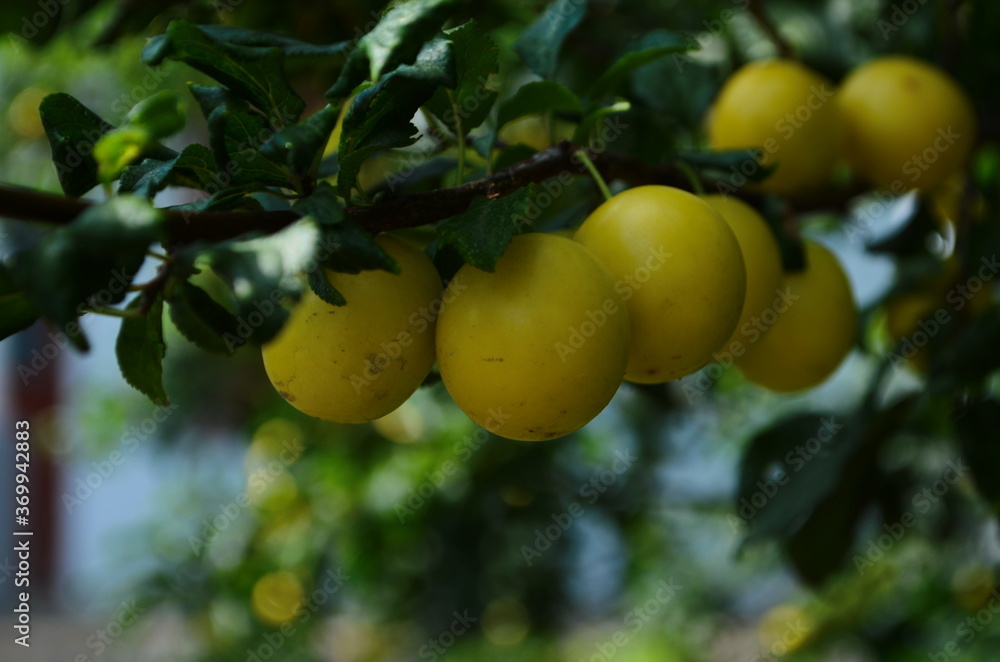 Fruits of cherry-plum on tree. Ripe gifts of nature. Fruits of yellow plum on tree branch in summer garden close-up. Ripe yellow berries of plum on branch with green leaves