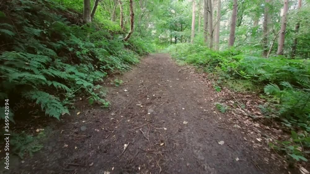 English woodland. Scenic path in magic Stellagill green wood. Summer, Durham County, England UK. Tree trunks, sunlight. Trail inside the forest. Romantic landscape