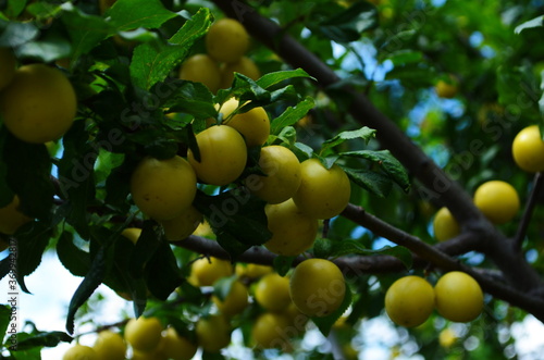 Fruits of cherry-plum on tree. Ripe gifts of nature. Fruits of yellow plum on tree branch in summer garden close-up. Ripe yellow berries of plum on branch with green leaves