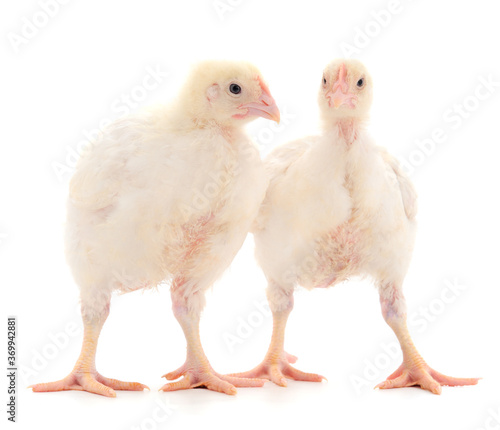 Wallpaper Mural Two chicken or young broiler chickens. Torontodigital.ca