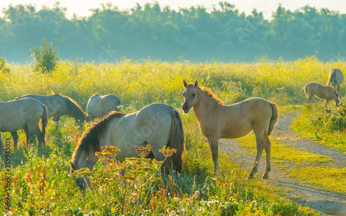 Fototapeta Naklejka Na Ścianę i Meble -  Horses in a bright field with colorful wild flowers at sunrise in a early summer morning with a blue sky, Almere, Flevoland, The Netherlands, August 6, 2020