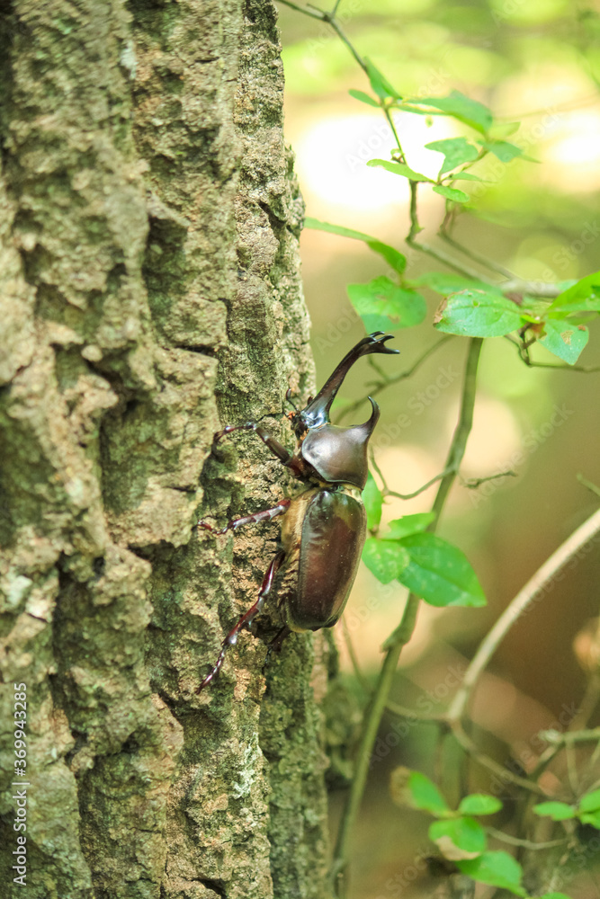 木の幹を登るカブトムシ Stock 写真 | Adobe Stock