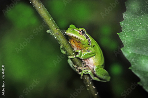 European green tree frog