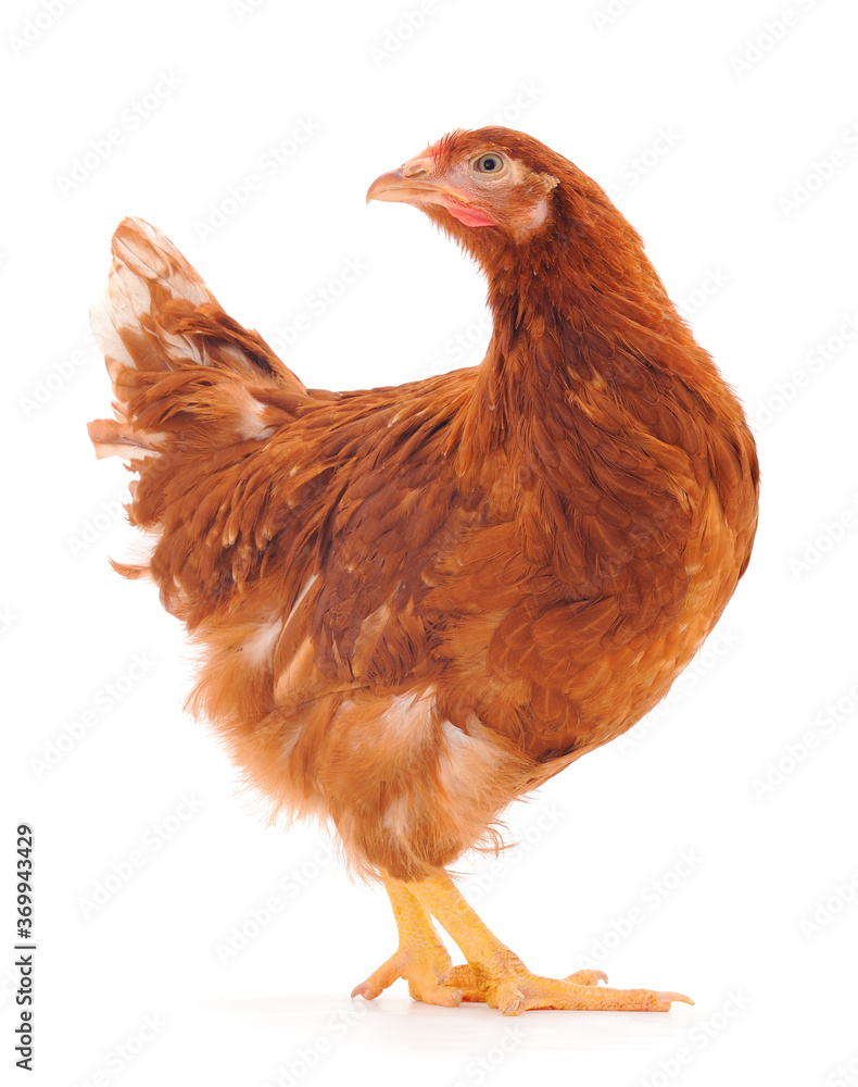 Fototapeta premium Brown hen isolated.