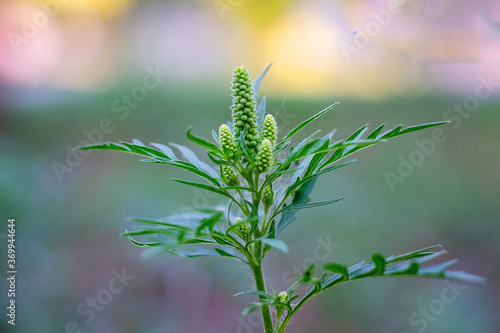 Ragweed bushes. Ambrosia artemisiifolia causing .allergic sneezing. Selective soft focus.