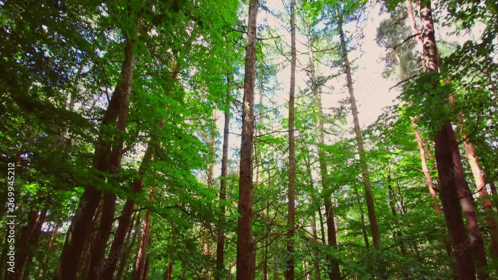 English woodland. Scenic path in magic Stellagill green wood. Summer, Durham County, England UK. Tree trunks, sunlight. Trail inside the forest. Romantic landscape
