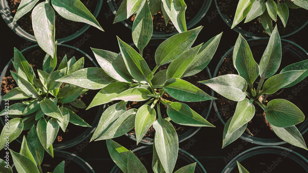 Obraz premium Hosta leaves pattern background. Bushes of the Hosta plant in pots for transport in a gardening store. Hosta - an ornamental plant for landscaping park and garden design. Summer plants wallpaper.