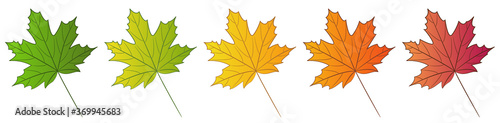 Maple leaf isolated on white background. Set of different color options. Summer green and autumn colors: yellow, orange, red. Vector illustration.