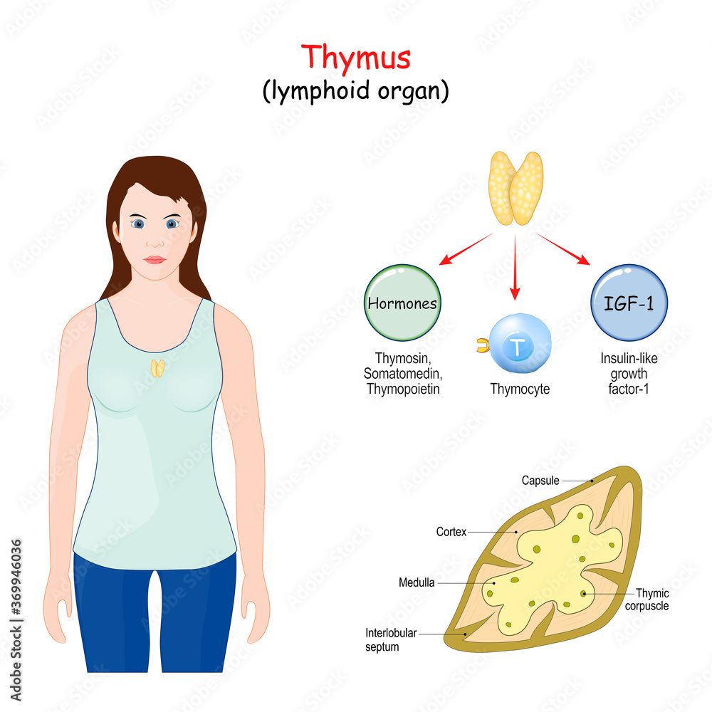 Structure, Location, and function of the thymus. Stock Vector Adobe Stock