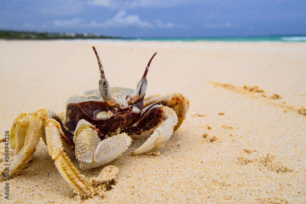 Grumpy Looking Crab Walking on Sandy Beach of Okinawa Japan Grumpy Looking Crab Walking on Sandy Beach of Okinawa Japan