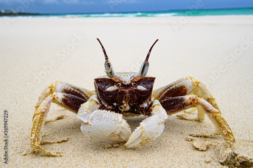Grumpy Looking Crab Walking on Sandy Beach of Okinawa Japan
